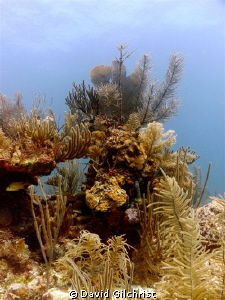 Reef Scenic,Belize Barrier Reef, near Gallow Point by David Gilchrist 